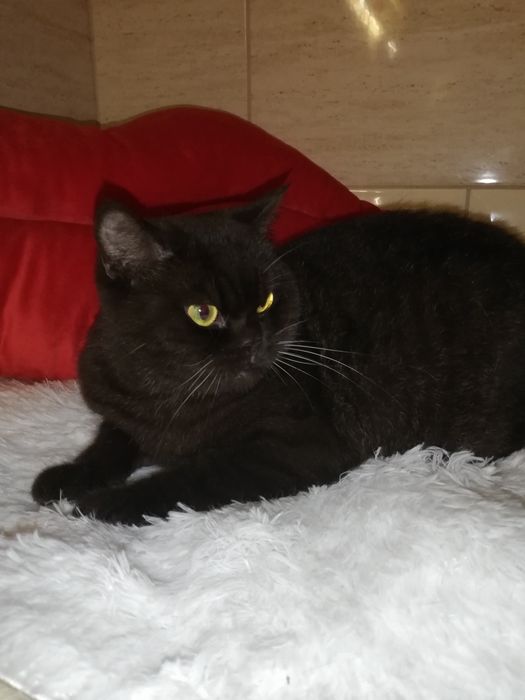 Kotka kot koty brytyjski