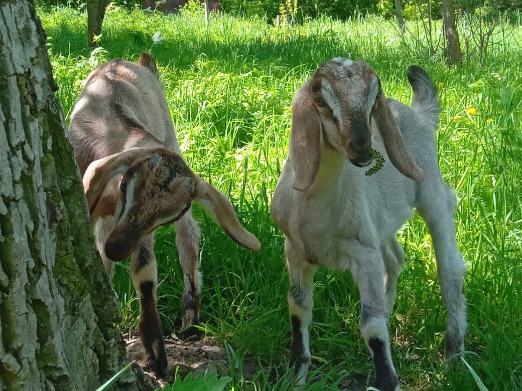 Англо нубійські козенята