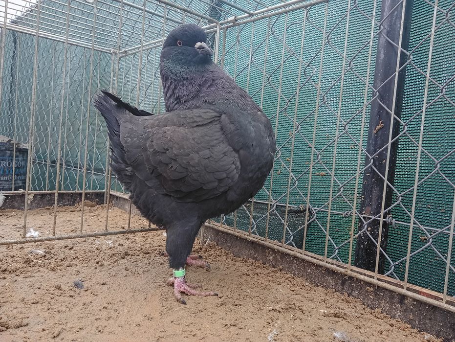 King Kingi samica