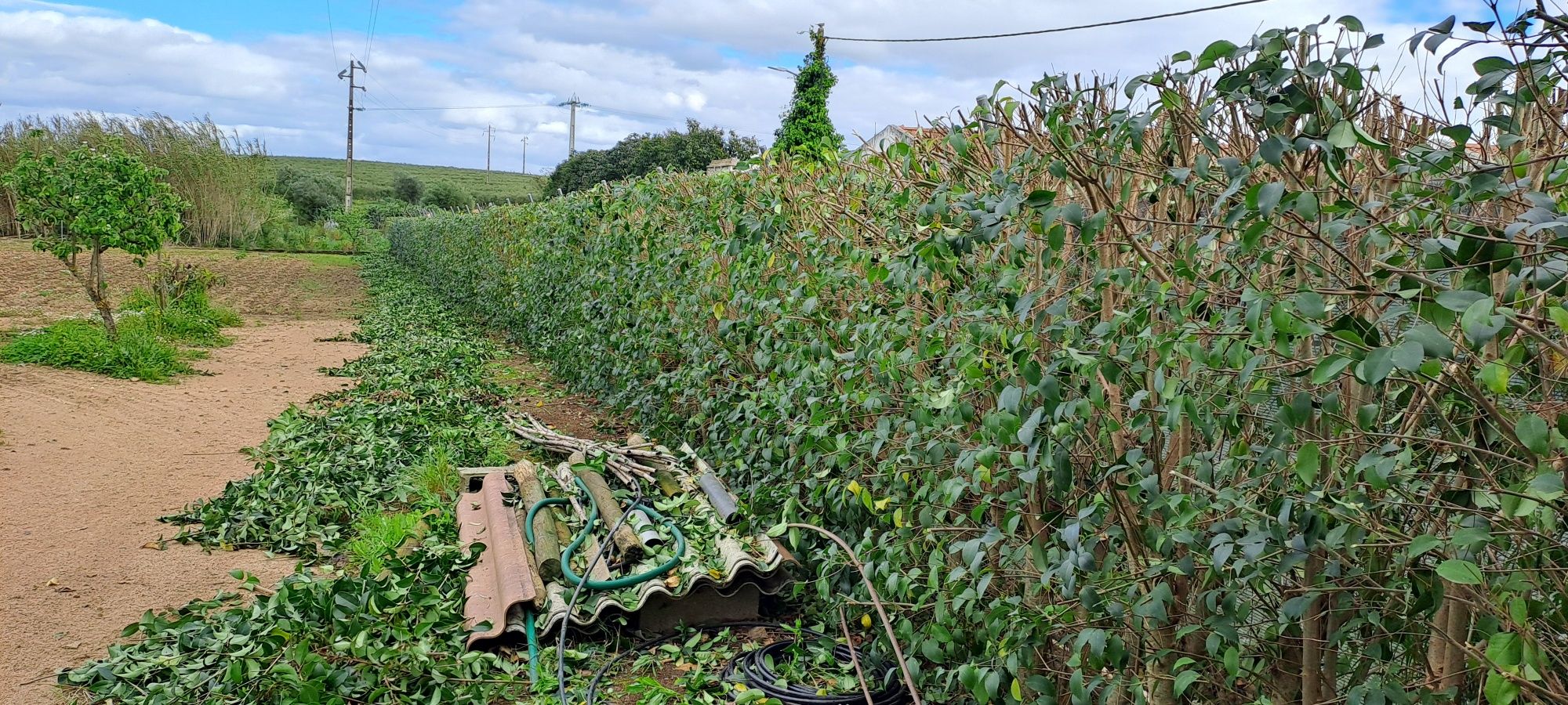 Limpeza de Terrenos e manutenção de jardins