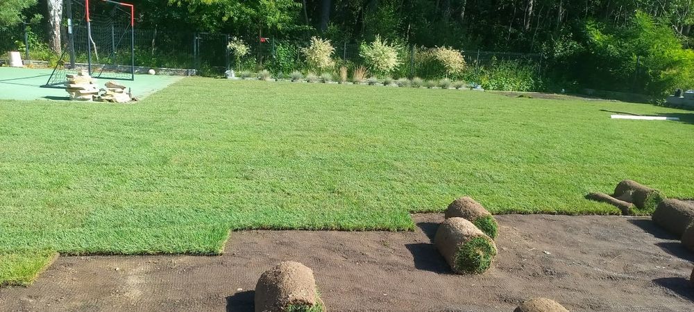 Trawa z rolki "Premium" – plantacja