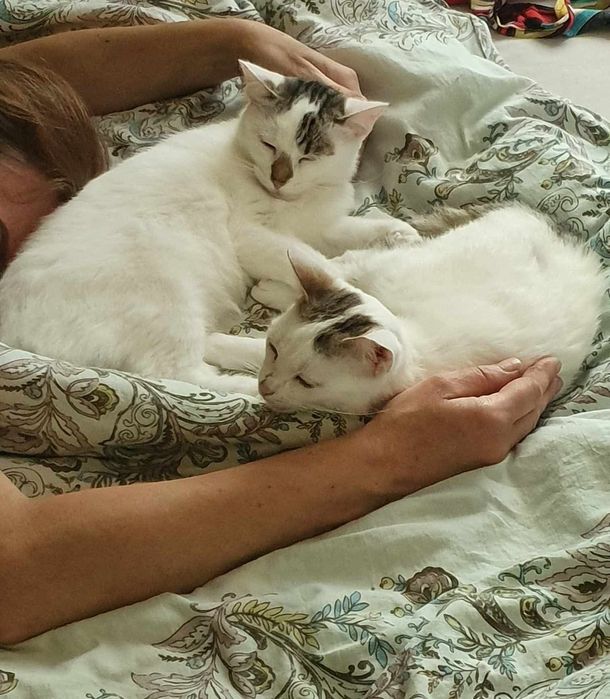 do adopcji kotki KOKO I BEZA