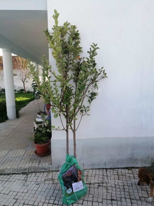 Macieiras riscadinha de Pamela 5 anos