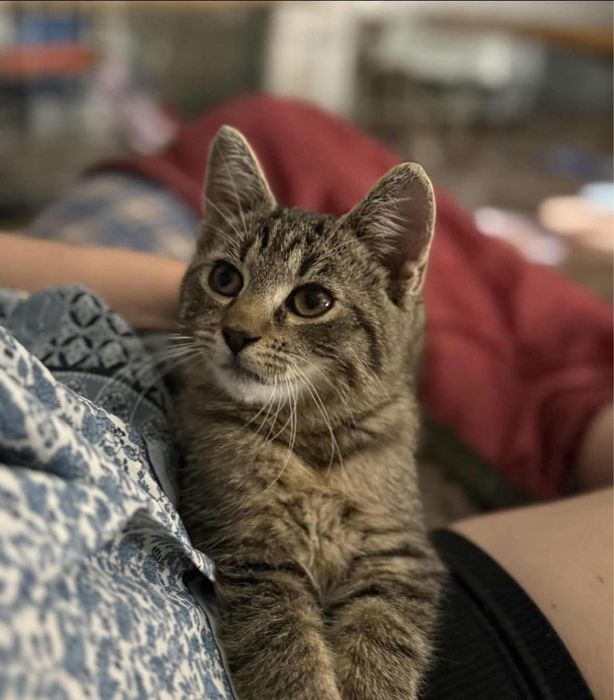 Kotka Brawurka do adopcji