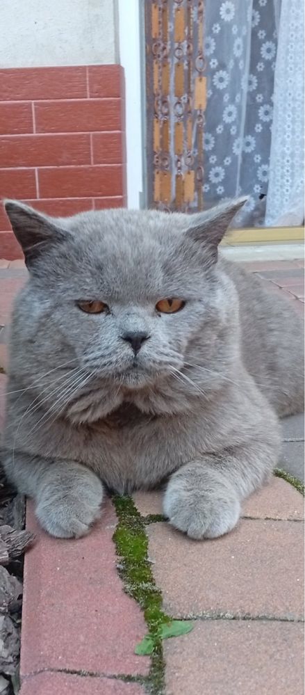 Британські котята