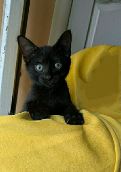 Чудове яскраве класнюче кошеня , котик, кішечка, киця