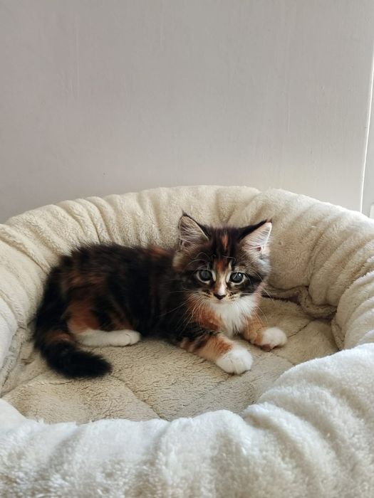 REZERWACJA Kotka Maine Coon Rodowód FPL