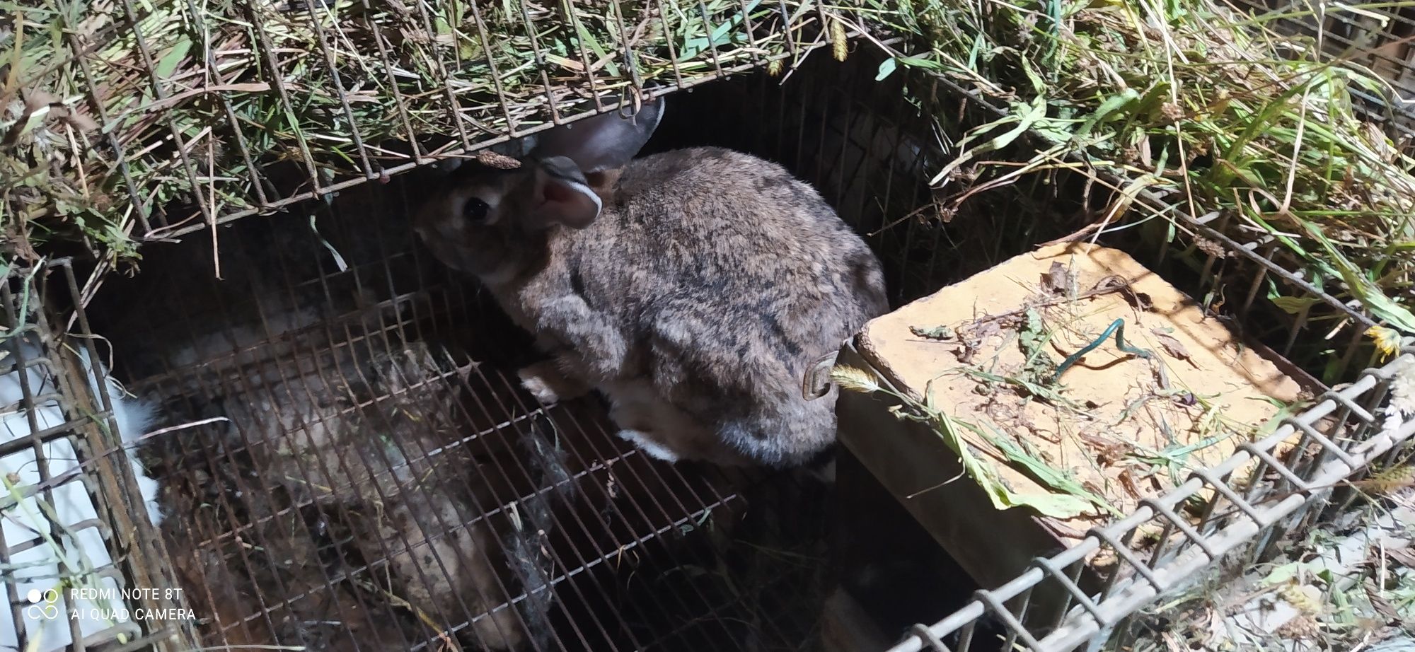 Coelhos para recriar ou consumo