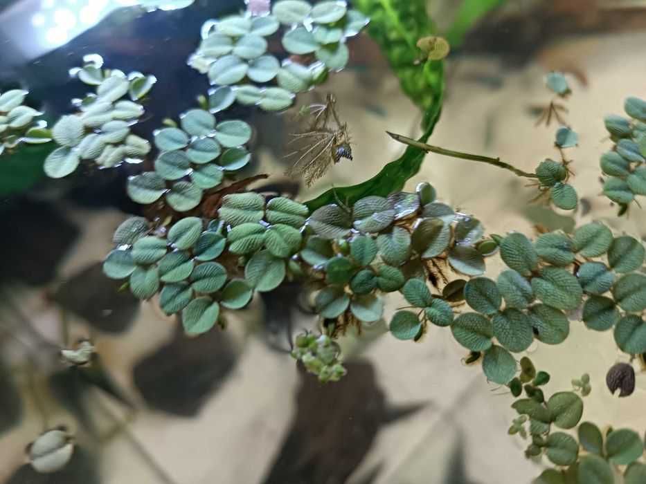 Salwinia pływająca - Salvinia natans roślina dla początkujących