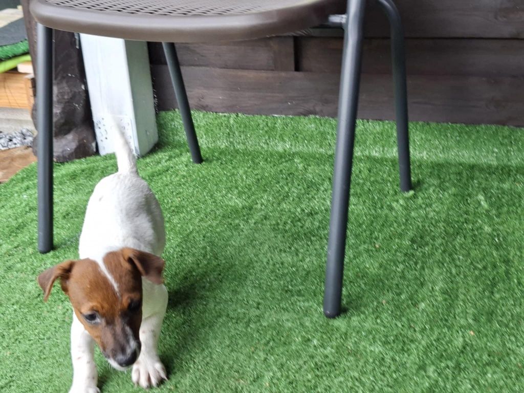 Jack Russell terrier z metryką