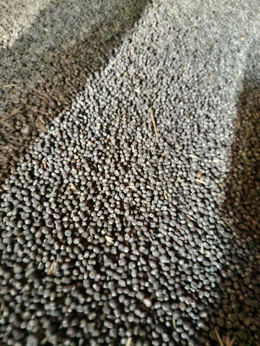 Łubin gorzki cena za 100 kg