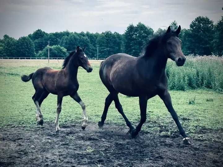 Klacz dotacyjna wielkopolska Mirage