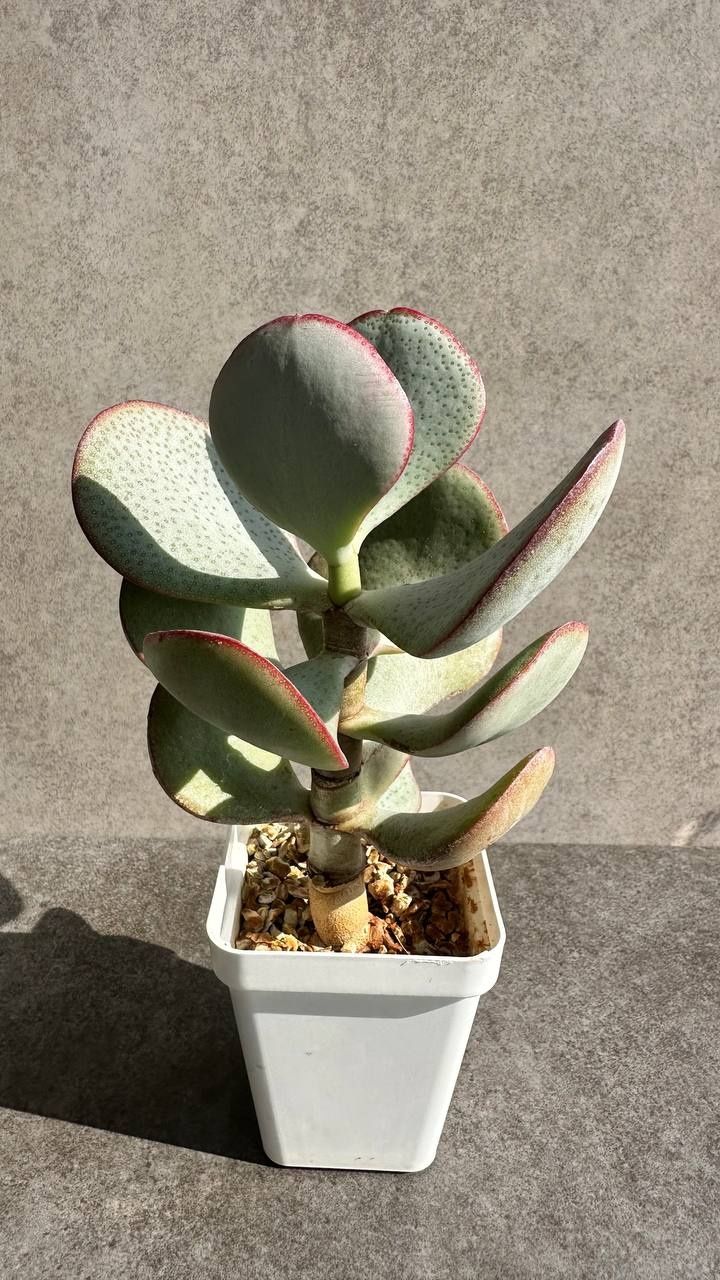 Crassula Helios дерево-бонсай 3,5 роки