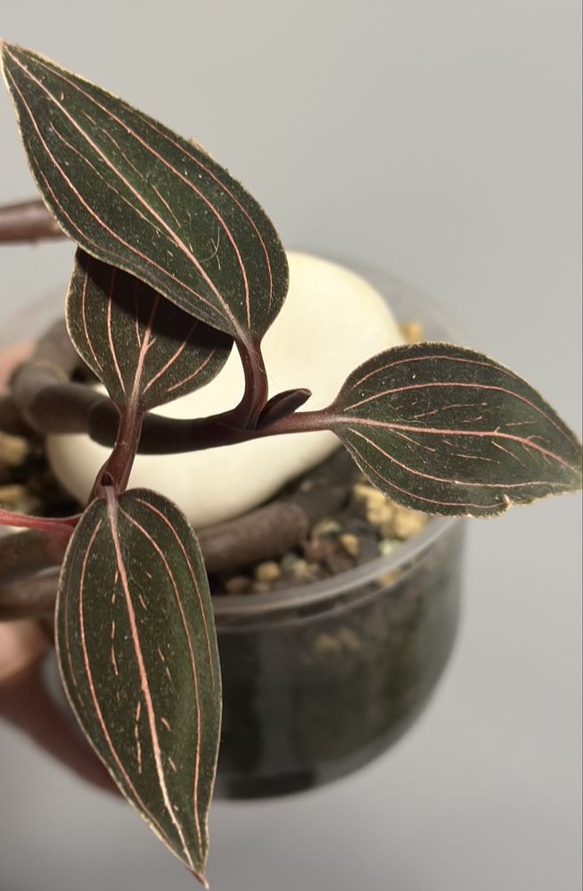 Ludisia Discolor орхідея лудізія дісколор