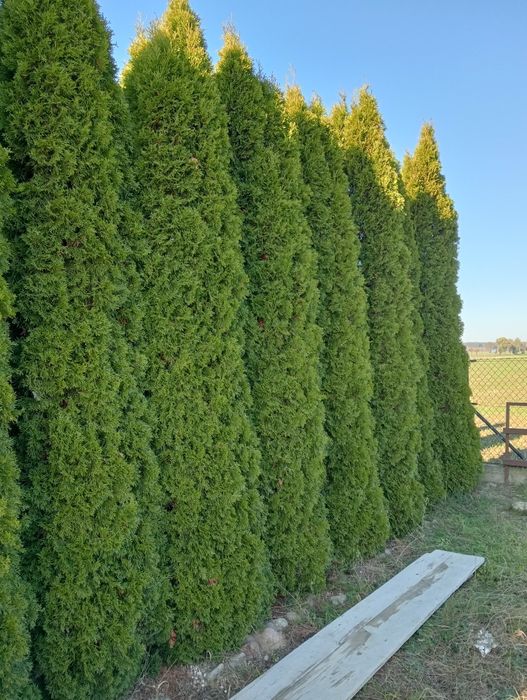 Tuje szmaragdy 4-5m.