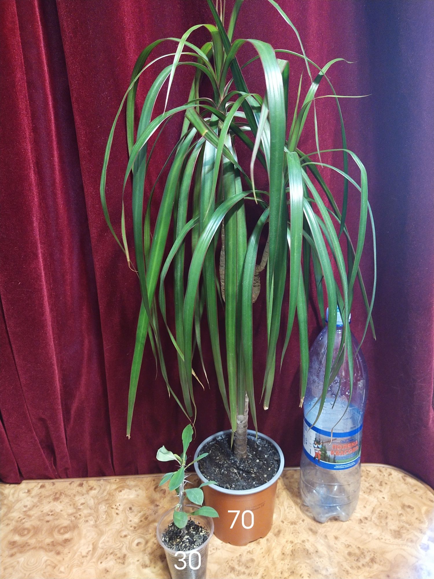 Растения распродажа: бонсай фикус кофе хамедорея  аглаонема
