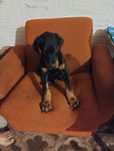 Doberman z Rodowod