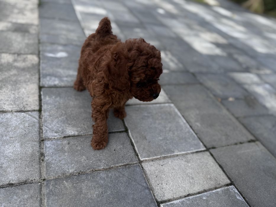 Pudel Toy - piesek Red ;)