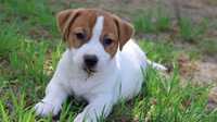 Wzorcowy piesek Jack Russell Terrier ZKwP FCI