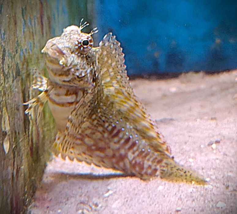 Salarias fasciatus. Morskie.