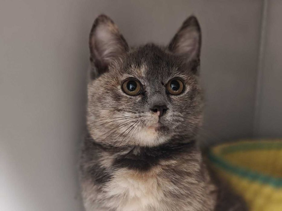 Кошеня Сільва дівчина шукає дім