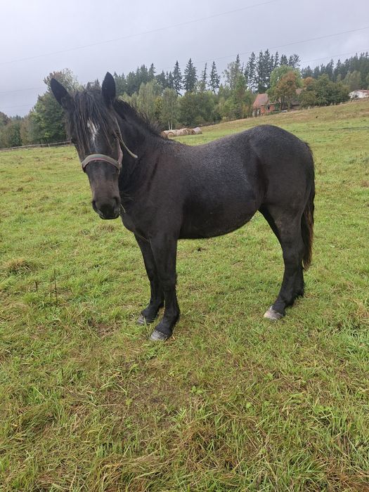 Sprzedam zrebice zimnokrwistom