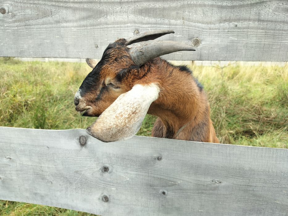 Англо-Нубійський цап, козел