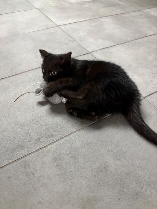 Wesoły koci maluch Leo szuka domu