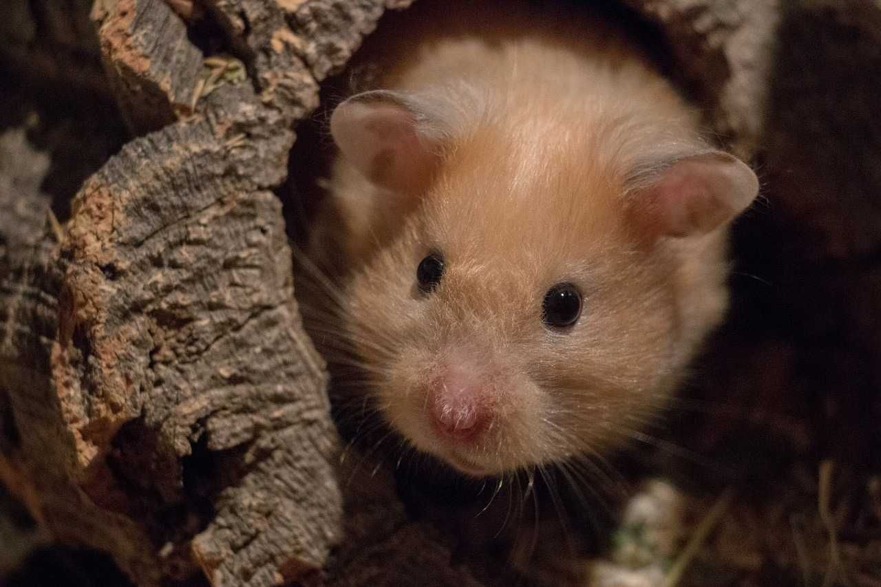 Chomik Syryjski, chomiki, gryzoń