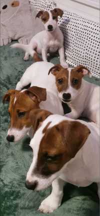 Jack Russell Terrier