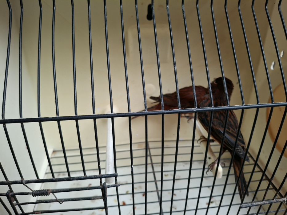 Canários arlequim e negros