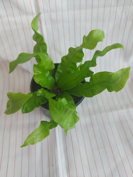 Папоротники декілька різновидів