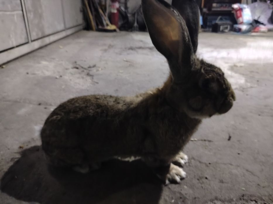 Samiec olbrzym belgijski