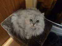 Długowłosa biało srebrna kotka Brytyjska