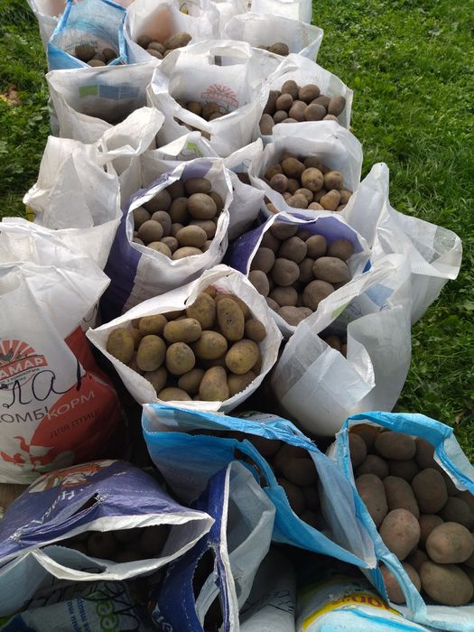 Картофель семенной