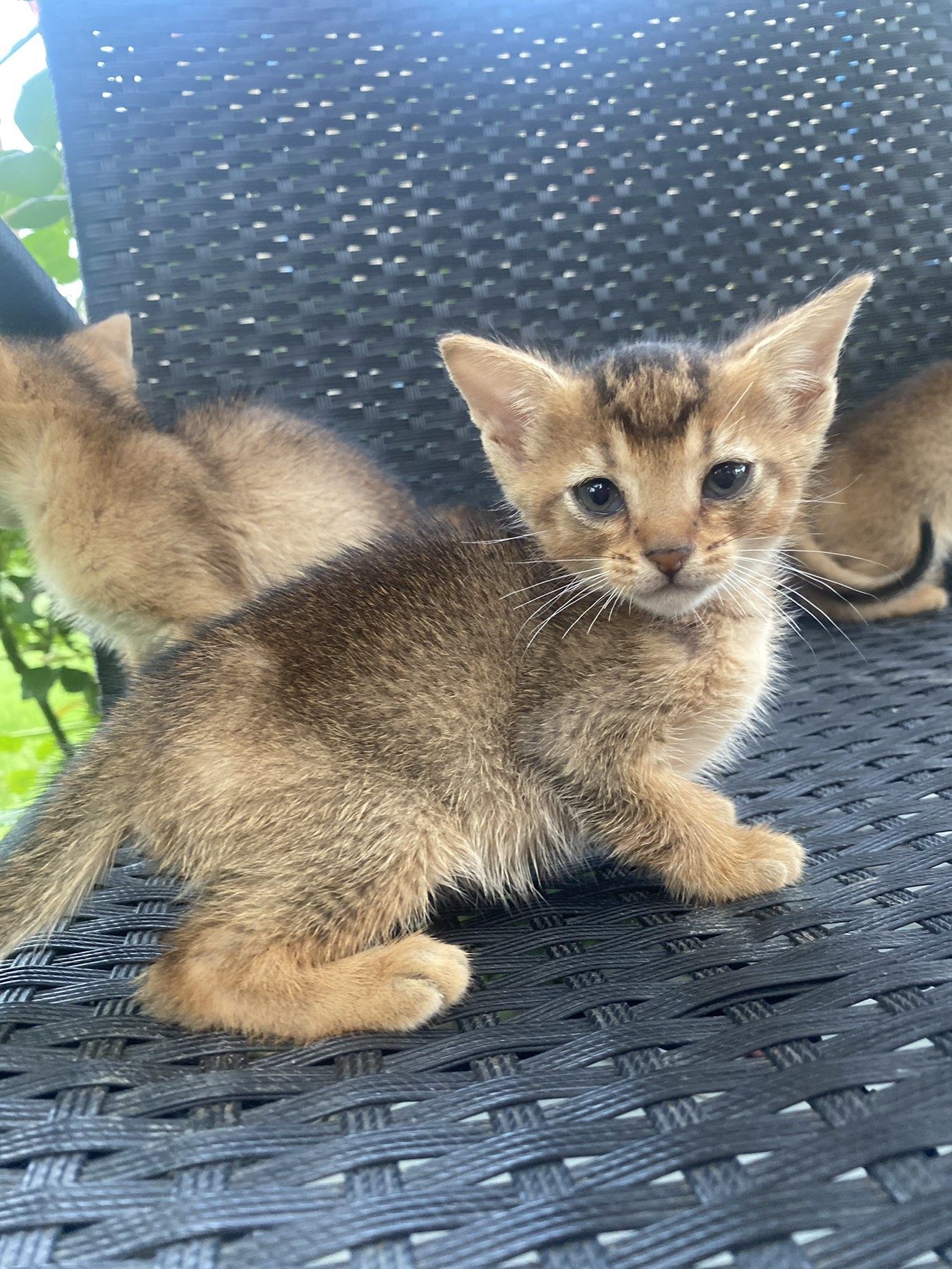 Кошенята абиссинські