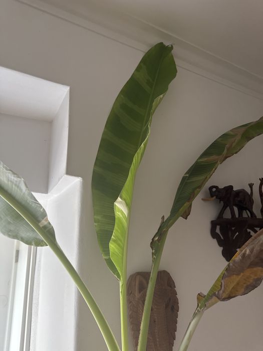 Bananeira Variegata adulta 2 m