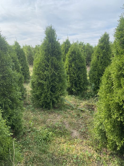 tuja szmaragd doniczka c3