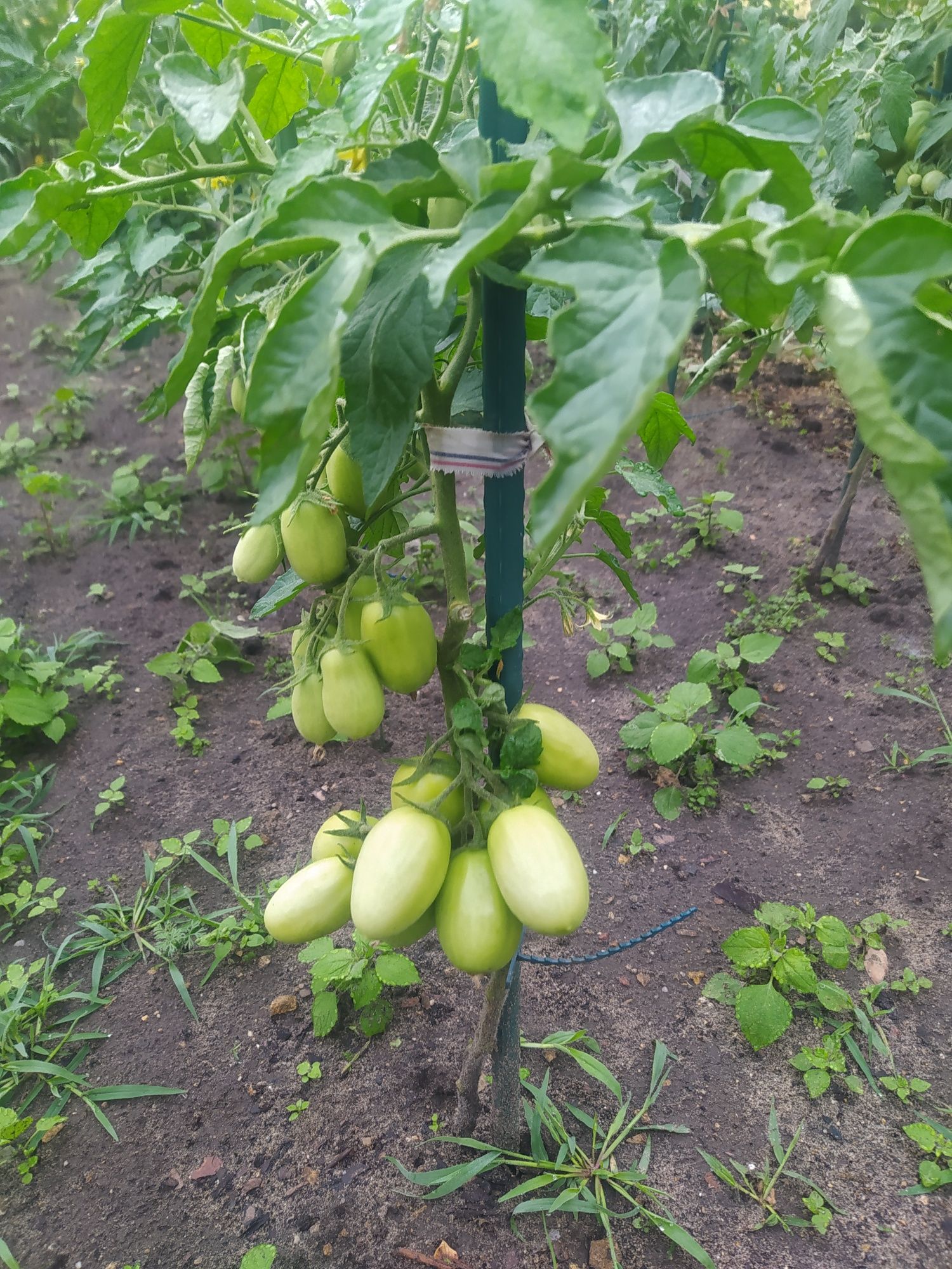 Sadzonki pomidora XXL