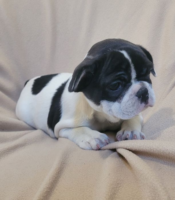 Cachorrinha Bulldog