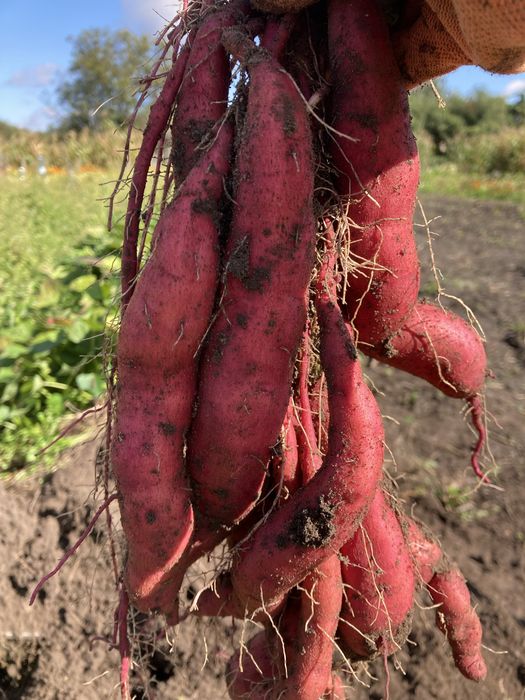 Батат органічний , сорт LA