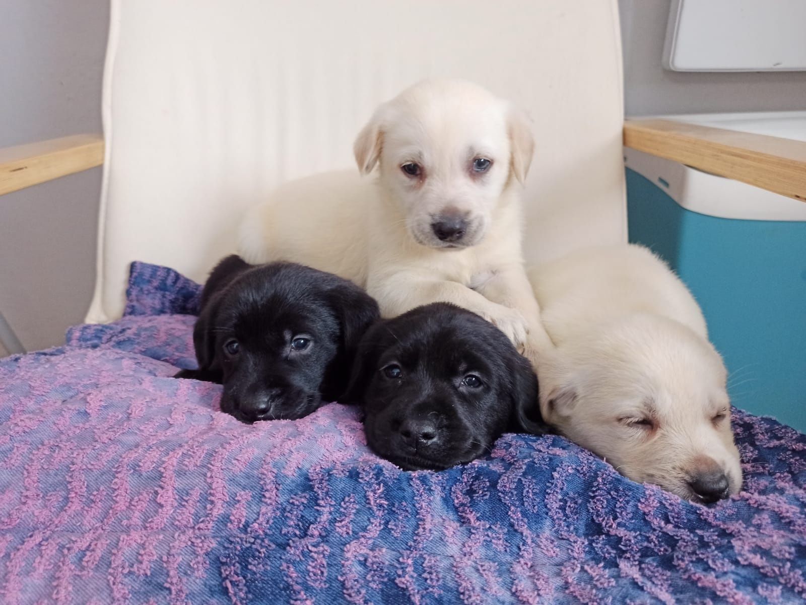Labrador Retriever Z Rodowodem