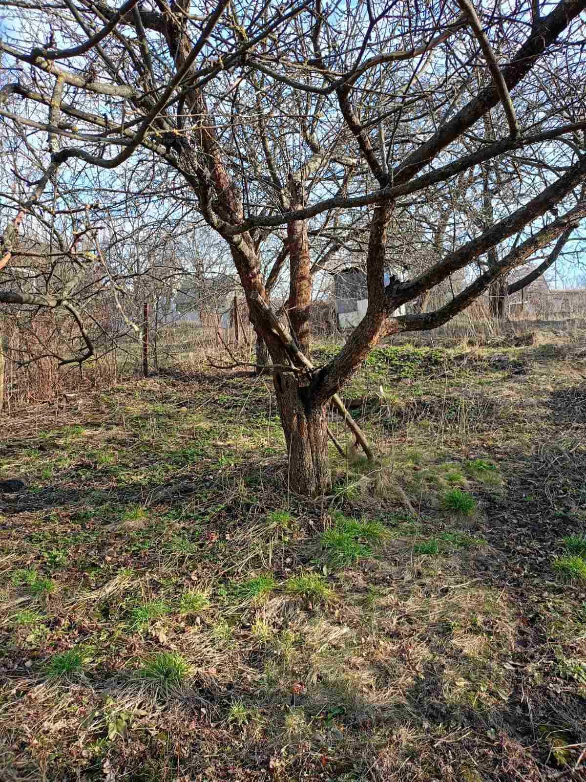 Земельна ділянка