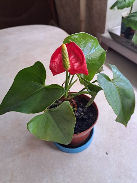 Цветы комнатные,Квiти кiмнатнi