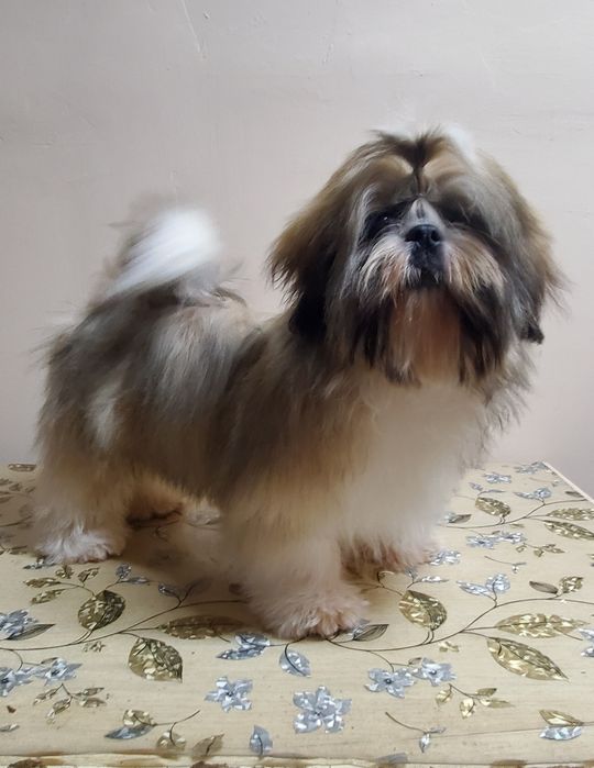 Породный пупсик ши-тцу.