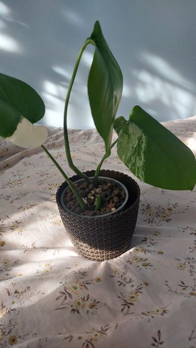 Monstera variegata szczyt i pędówka