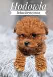 Suczka Maltipoo pudel maltanczyk Szkolenie Biosensor SuperDog