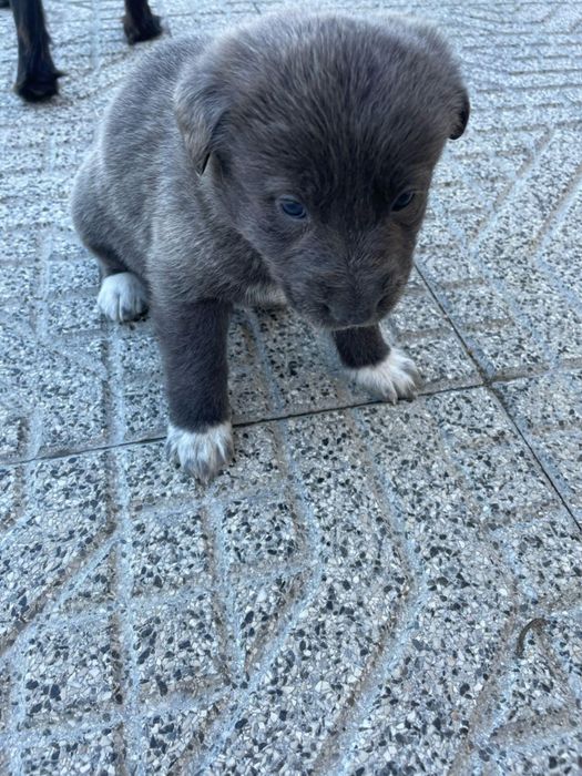 Cadelas para adoção responsável