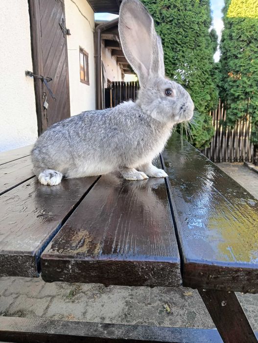 Sprzedam samicę Belga