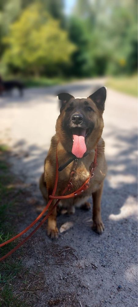 Średni kundelek Gary poleca się do adopcji